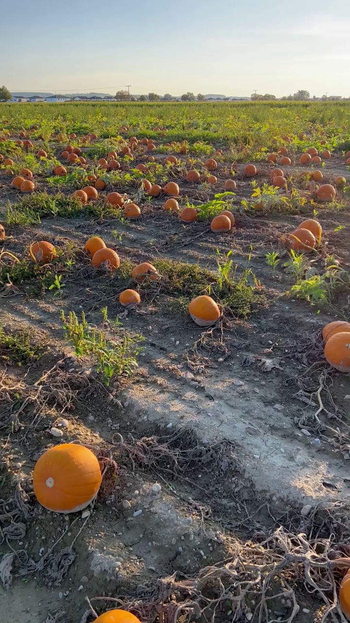 南瓜田在秋天的晚霞中洒在农田上视频素材