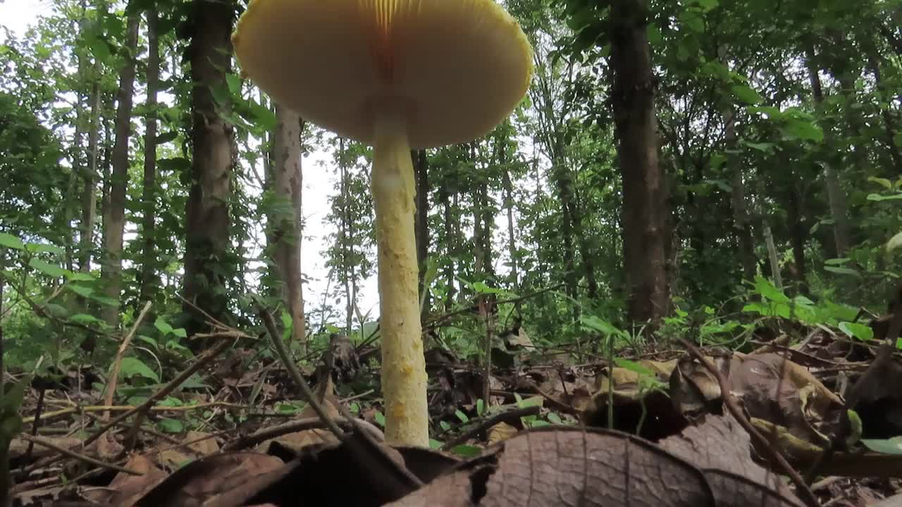 鹅膏菌视频素材