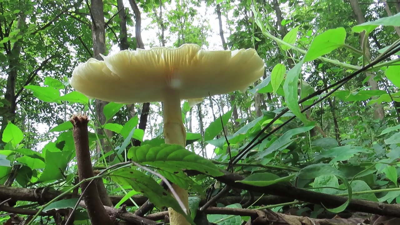 鹅膏菌视频素材