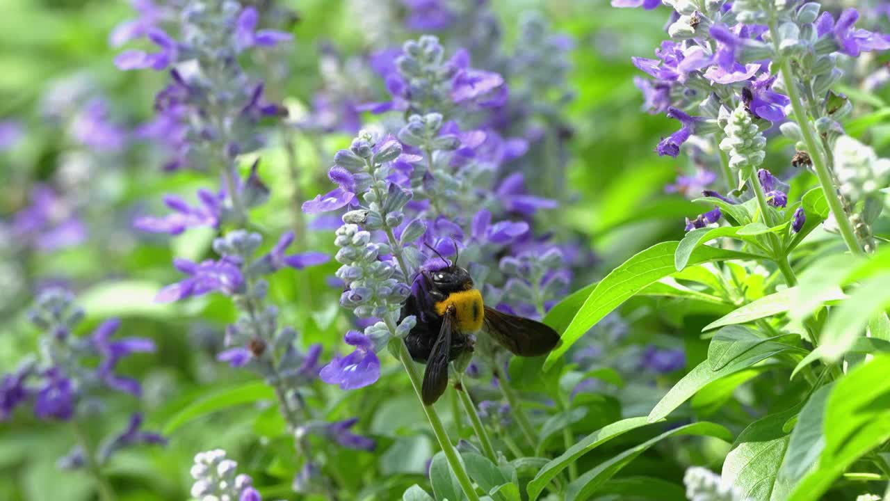 采蓝鼠尾草花蜜的木匠蜂视频素材