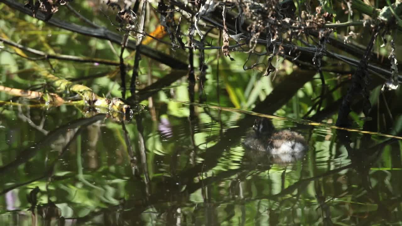 一只可爱的小䴙䴘宝宝在湖里游泳，它叫Tachybaptus ruficollis。它在等它的父母回来喂它。视频下载