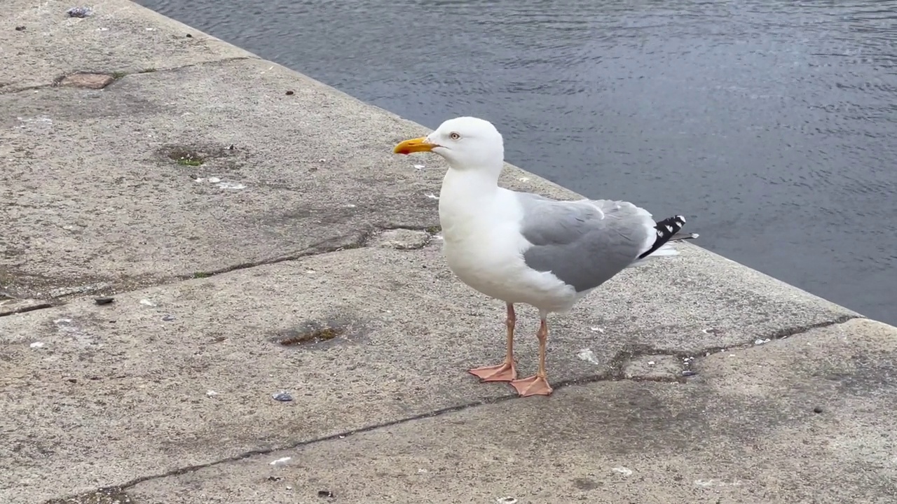 一只欧洲银鸥(Larus argentatus)鸟在利物浦的皇家阿尔伯特码头视频素材