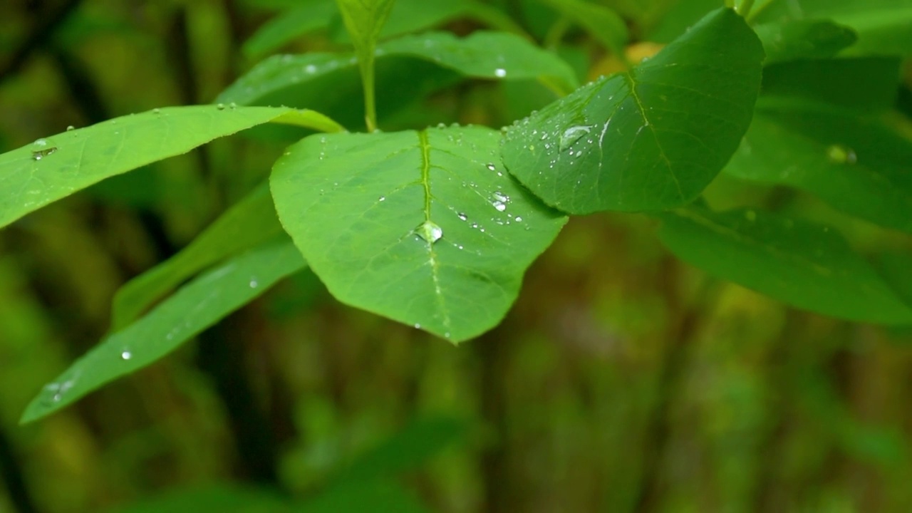 树叶上的雨滴视频素材