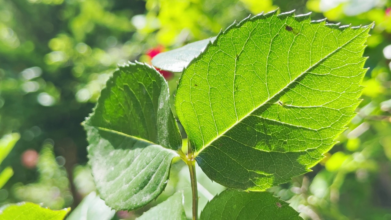 花园里美丽的树叶视频素材