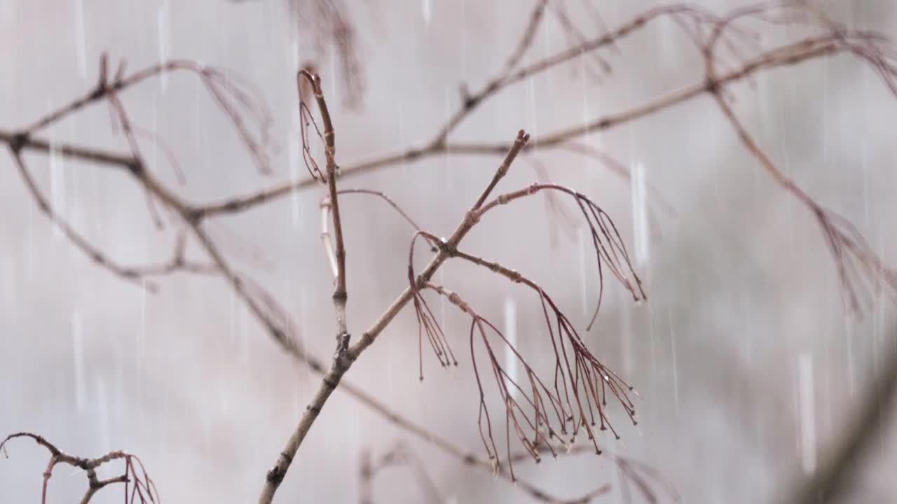 降雪背景下的树枝。片片雪花飘落在冬日的风景中。视频素材