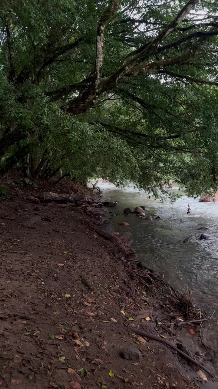 丛林中有河流和瀑布的自然小径视频素材