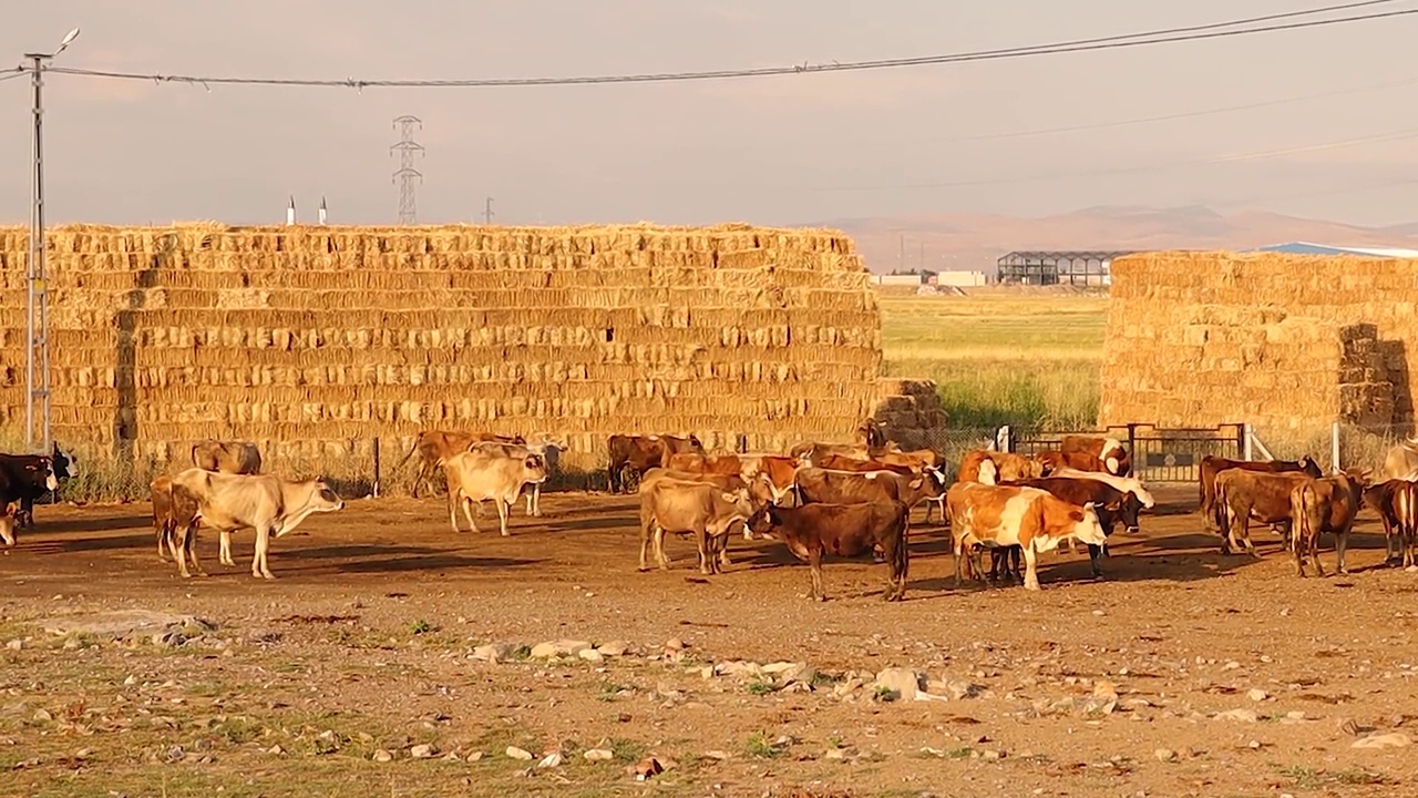 在特尔基耶的埃尔祖鲁姆市，一群牛在吃草前聚集在一起。这些小牛在农村自由饲养，因此提供优质的有机肉。牲畜免费饲料。视频下载