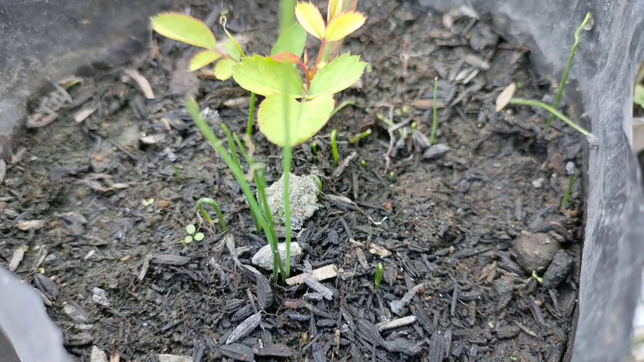 香葱幼苗发芽视频素材