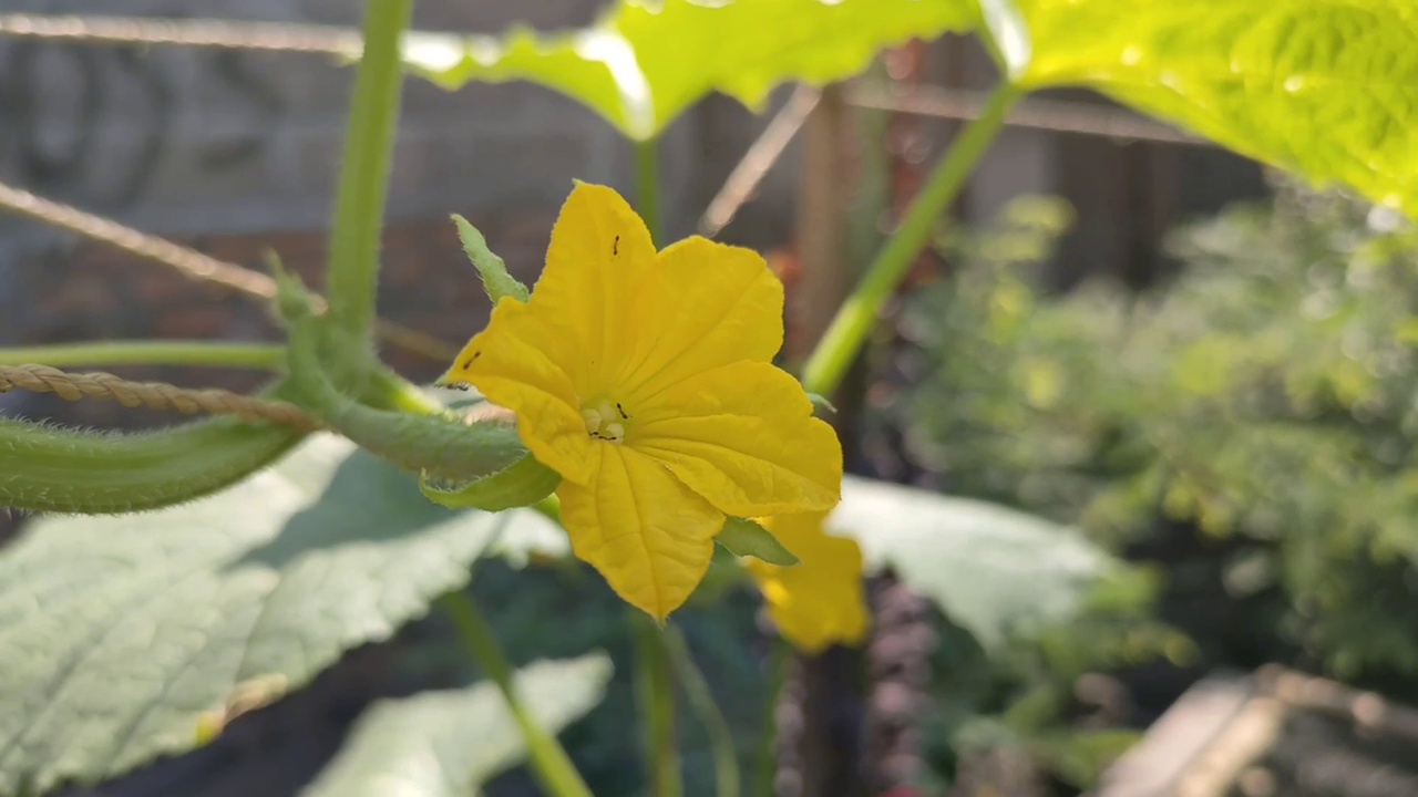 家庭花园里开花的黄瓜视频素材