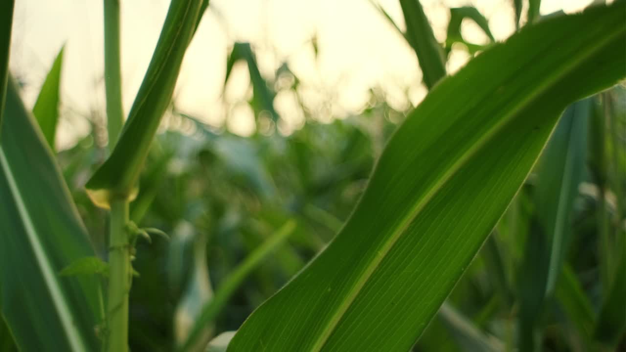 选择重点农业灌溉玉米。在温暖的夕阳下，绿芽玉米叶。农业经营理念。日出时玉米生活田的灌溉视频素材
