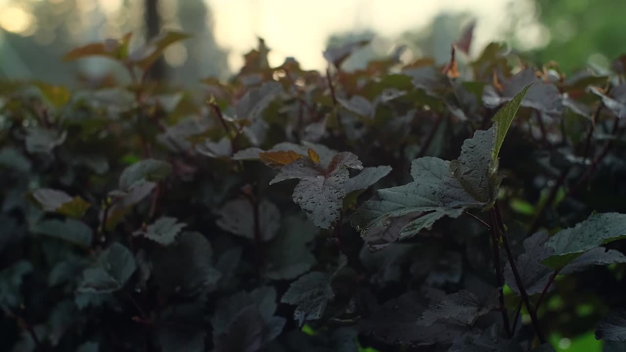 雨下的绿篱。夏日阴雨天的后院，绿油油的灌木沾着水滴。慢动作视频素材