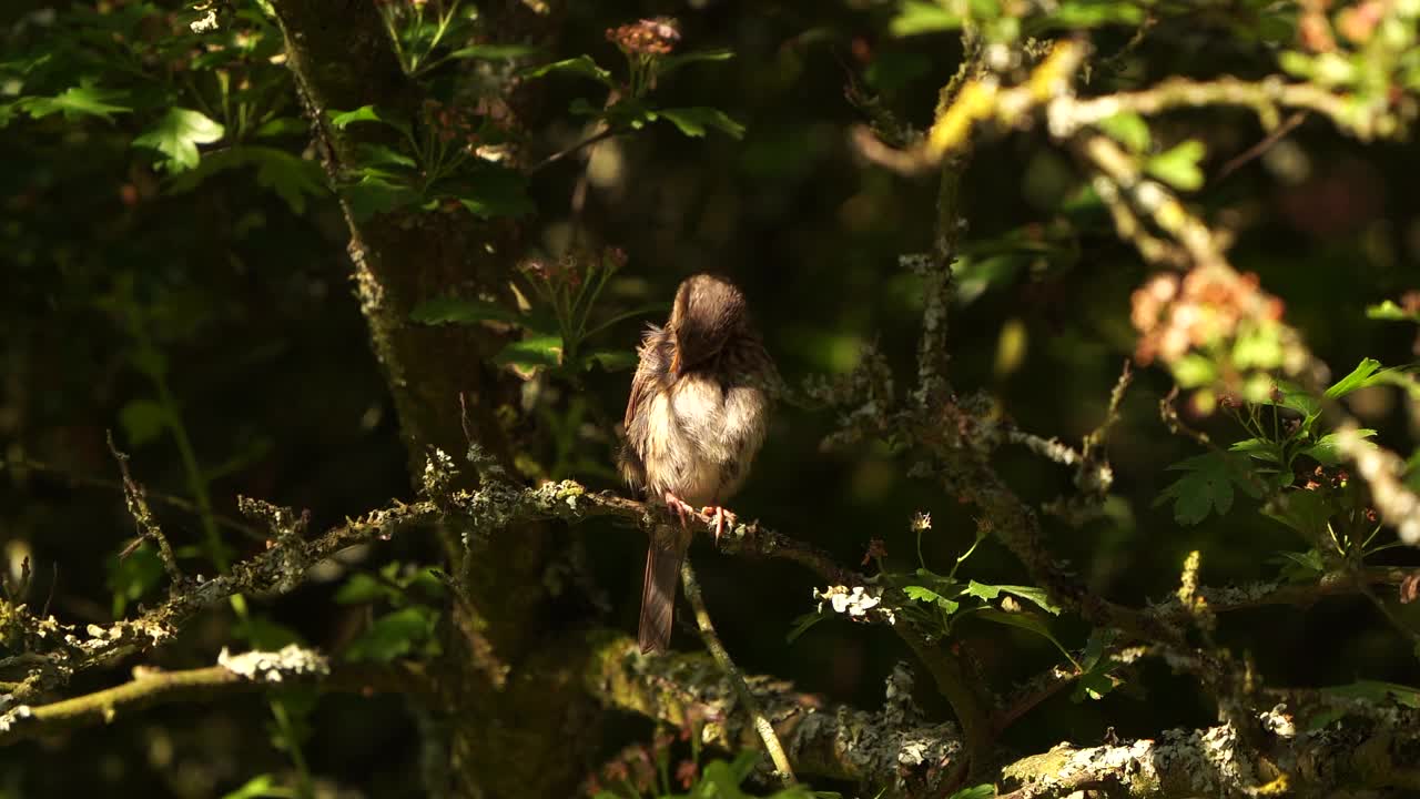 在早晨的阳光下，一只雀(Prunella modularis)正在擦拭自己的羽毛视频素材