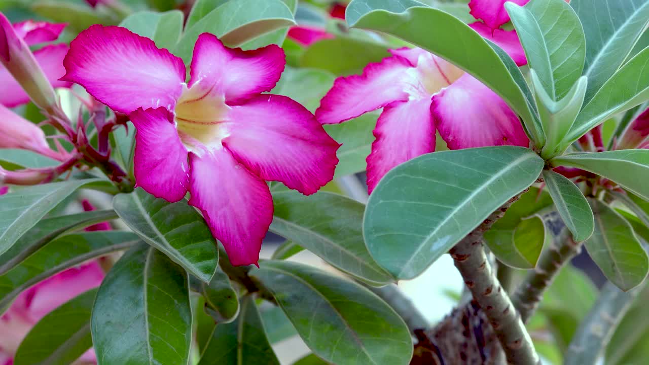 红凤仙花。日本凤仙花视频素材