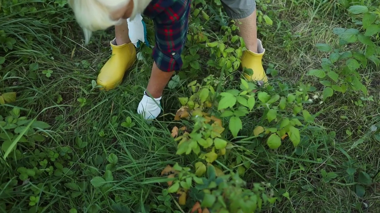 女人手里拿着一束杂草，手里拔着锄草。春季园林草坪养护与除草背景。视频素材