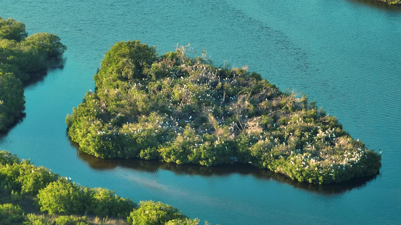 从佛罗里达湿地上俯瞰，成群的白鹭和苍鹭在海水之间的绿色沼泽植被上。野生动物在受保护的自然栖息地视频素材