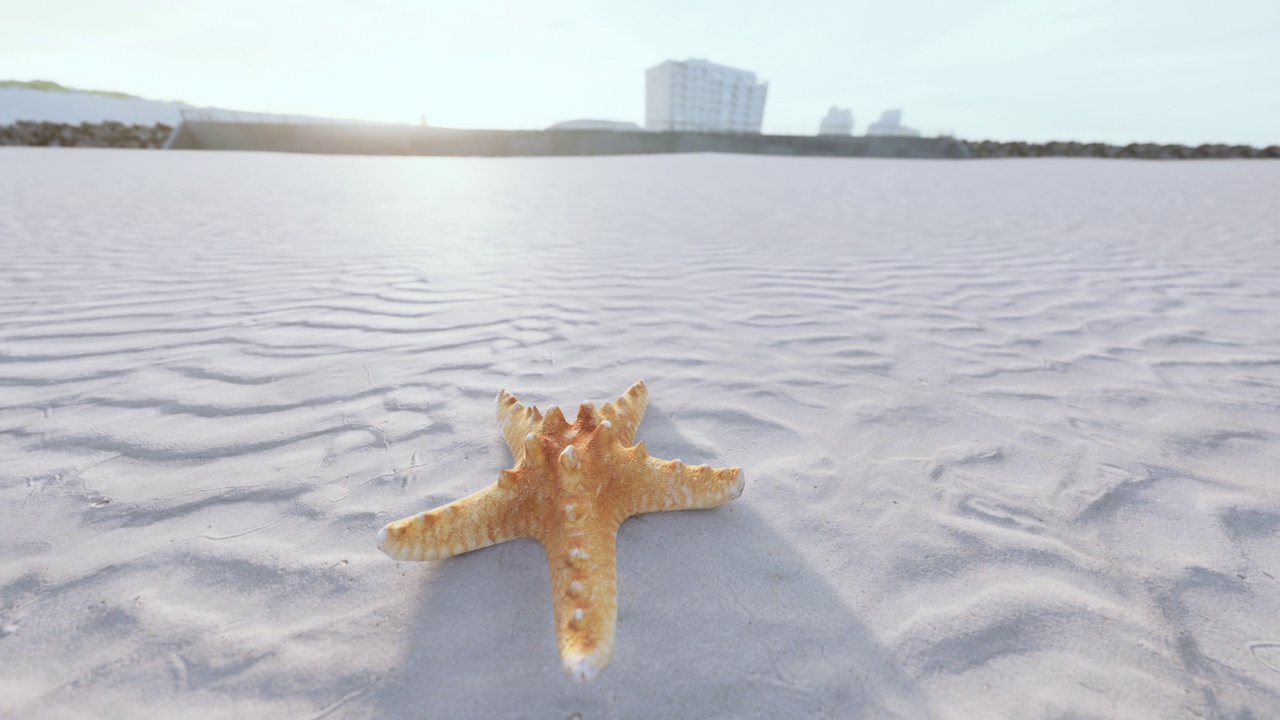 海滩上的海星视频素材