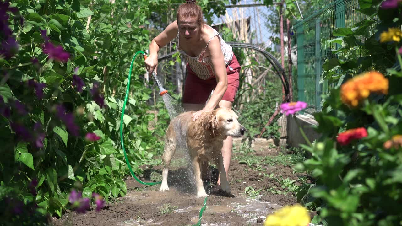 女宠物主人在后院给一只金毛猎犬洗澡。视频素材