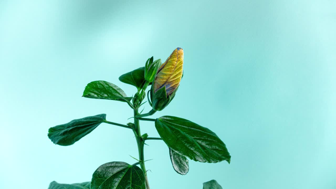 黄蓝木槿在时间流逝中开放它的花朵。盛开的两种颜色的植物花朵在蓝色的背景枯萎快。干燥的花视频素材