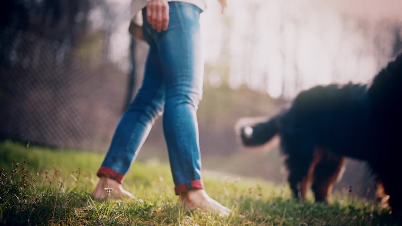 近距离拍摄赤脚妇女和伯恩山犬在草地上散步视频下载