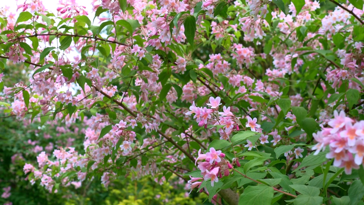 春天的花园里，粉红色的山楂花视频素材