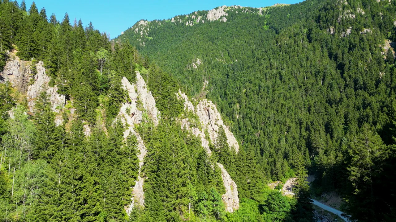 松树林鸟瞰图。森林的图像位于高山上的户外。黑海山脉的景色。街头舞魂Turkiye视频下载