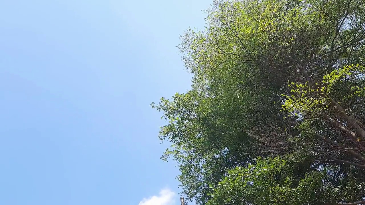 在阳光明媚的日子里，被风吹过的树叶。晴空万里。视频下载