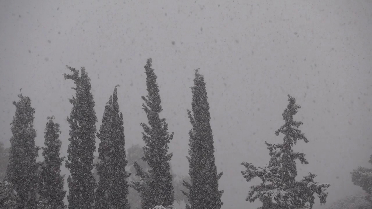 在寒冷的冬日，雪落在冷杉树上，慢动作视频下载