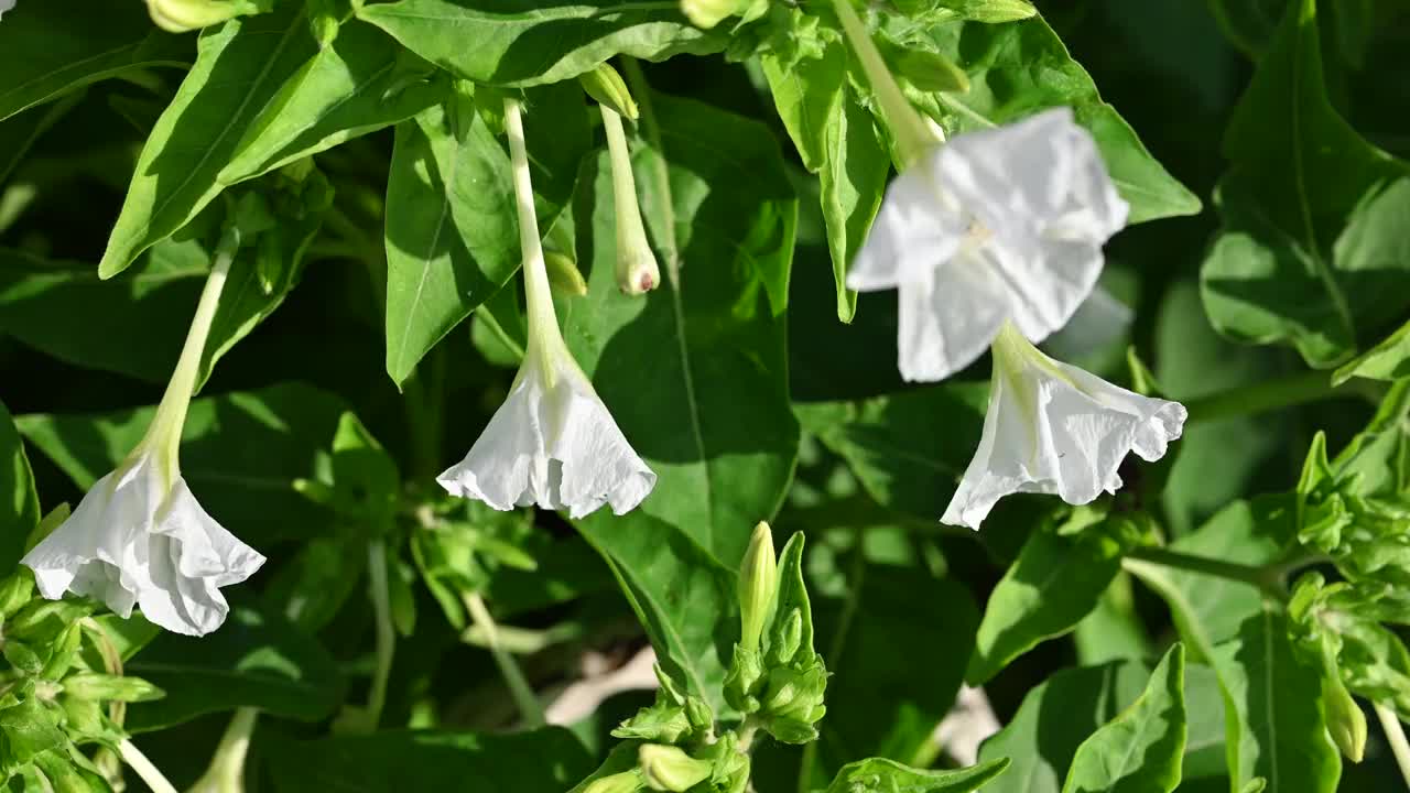 神奇的jalapa花视频素材