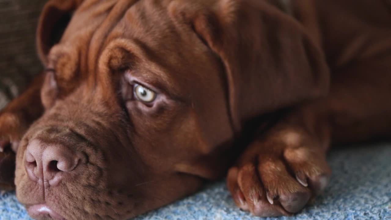 波尔多狗狗的特写。漂亮的法国獒犬的口鼻。视频素材