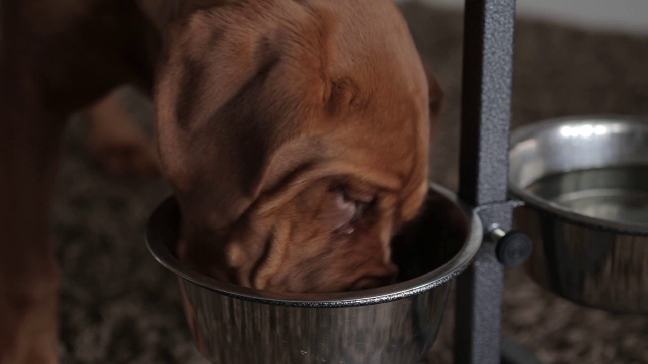 Dogue de Bordeaux在室内用金属碗吃特殊的食物。纯种狗，在家里吃特殊的干粮视频素材