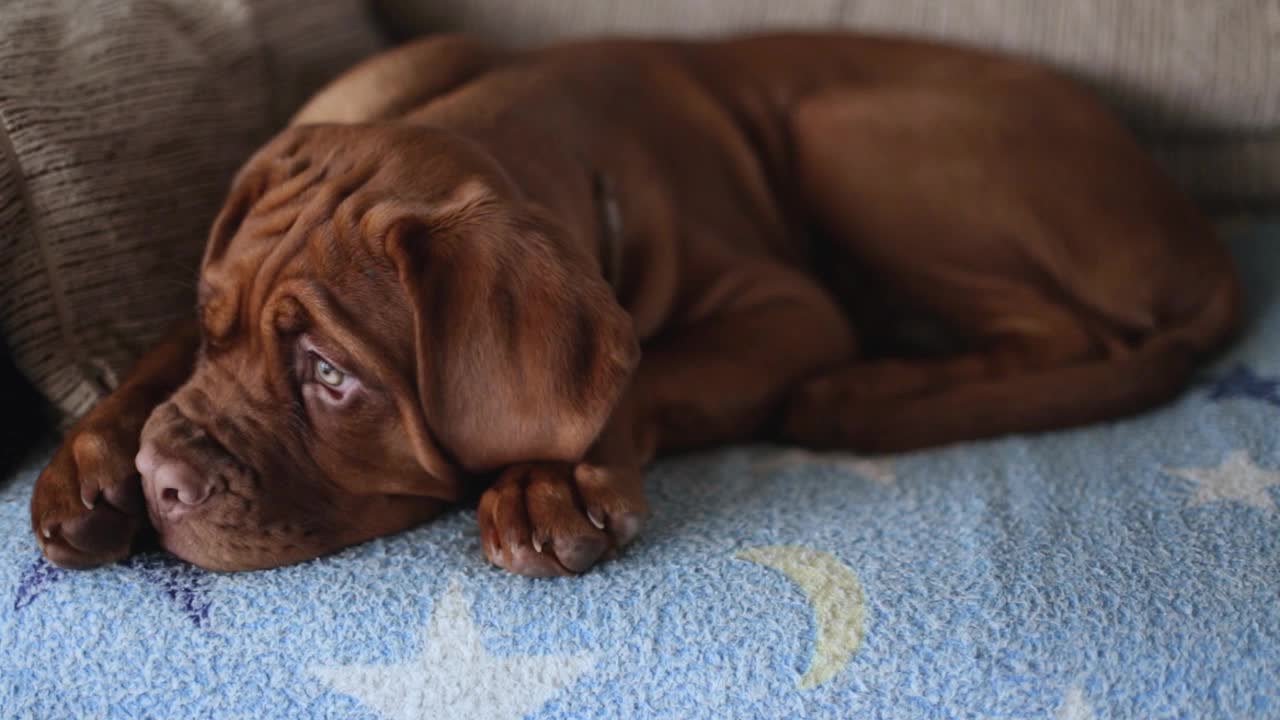 一只棕色的法国獒犬小狗躺在沙发上，望着窗外。一只悲伤的小狗独自坐在沙发上。视频下载