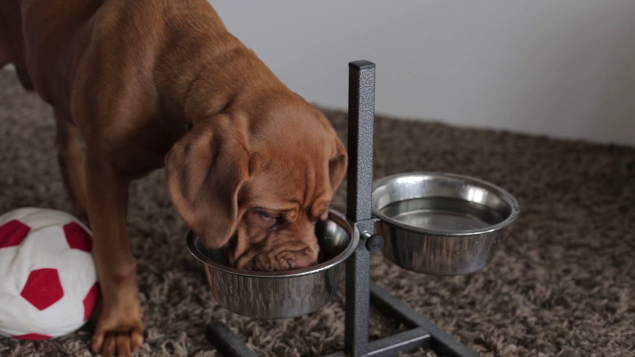 法国獒犬小狗贪婪地吃着碗里的食物。视频下载