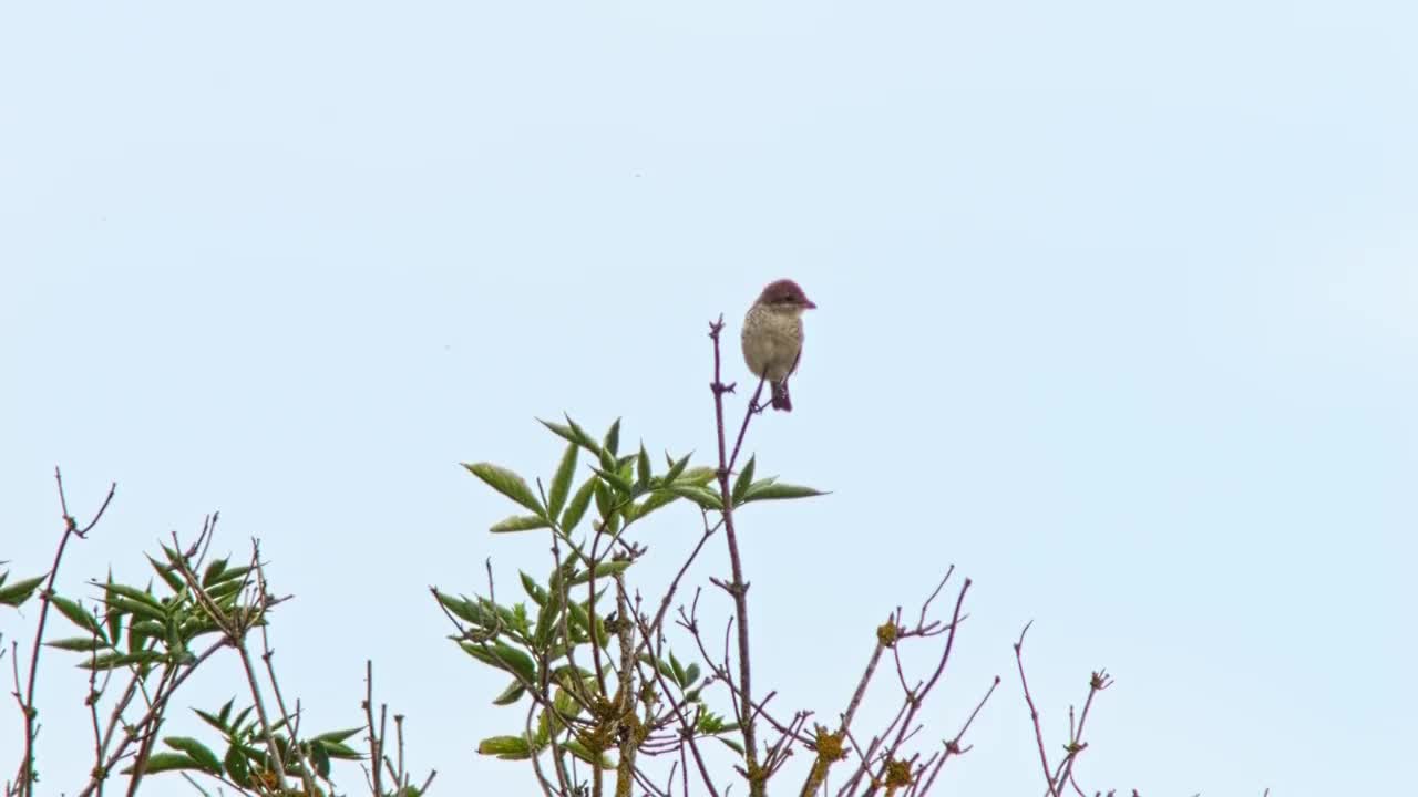 雌性红背伯劳鸟(Lanius collurio)栖息在树枝上寻找食物视频素材