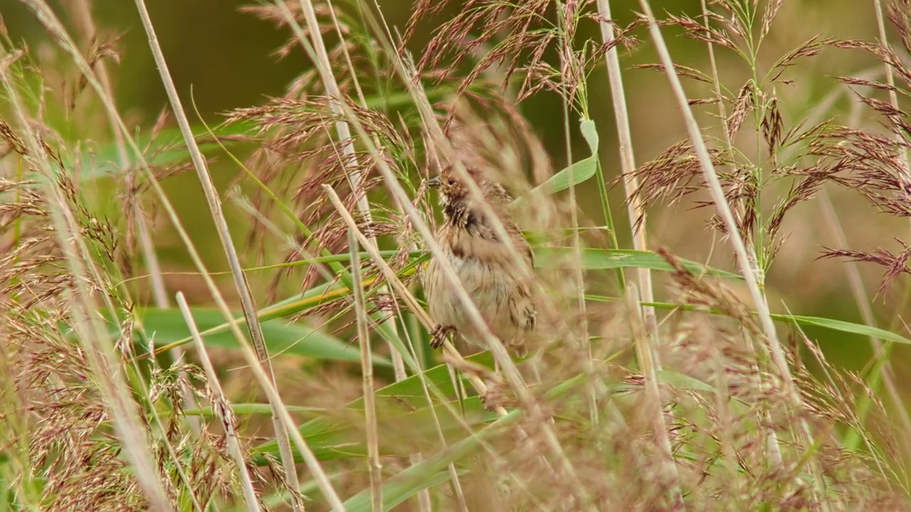 雌性猎芦苇(Emberiza schoeniclus)坐在芦苇中寻找食物视频素材