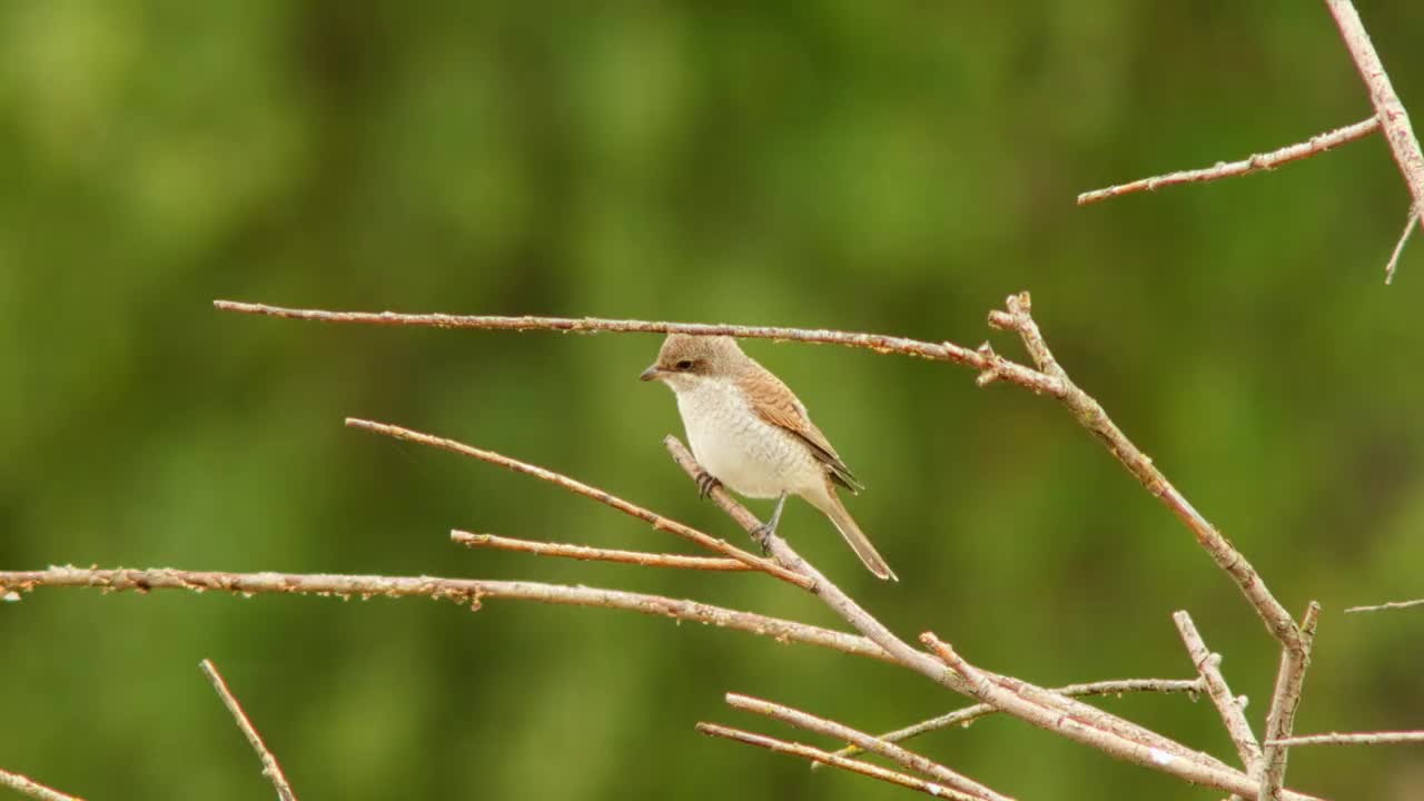 雌性红背伯劳鸟(Lanius collurio)栖息在树枝上寻找食物视频素材