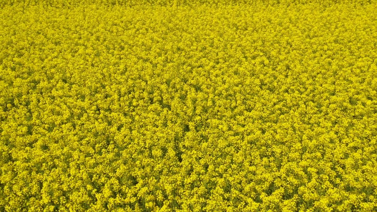 油菜田开花从无人机pov。春季大型油菜籽种植区航拍照片。视频素材