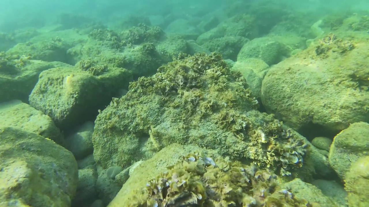 在地中海干净的海水下，海底的藻类和礁石在石头上上升，水下生物随着温度的升高而变化视频素材