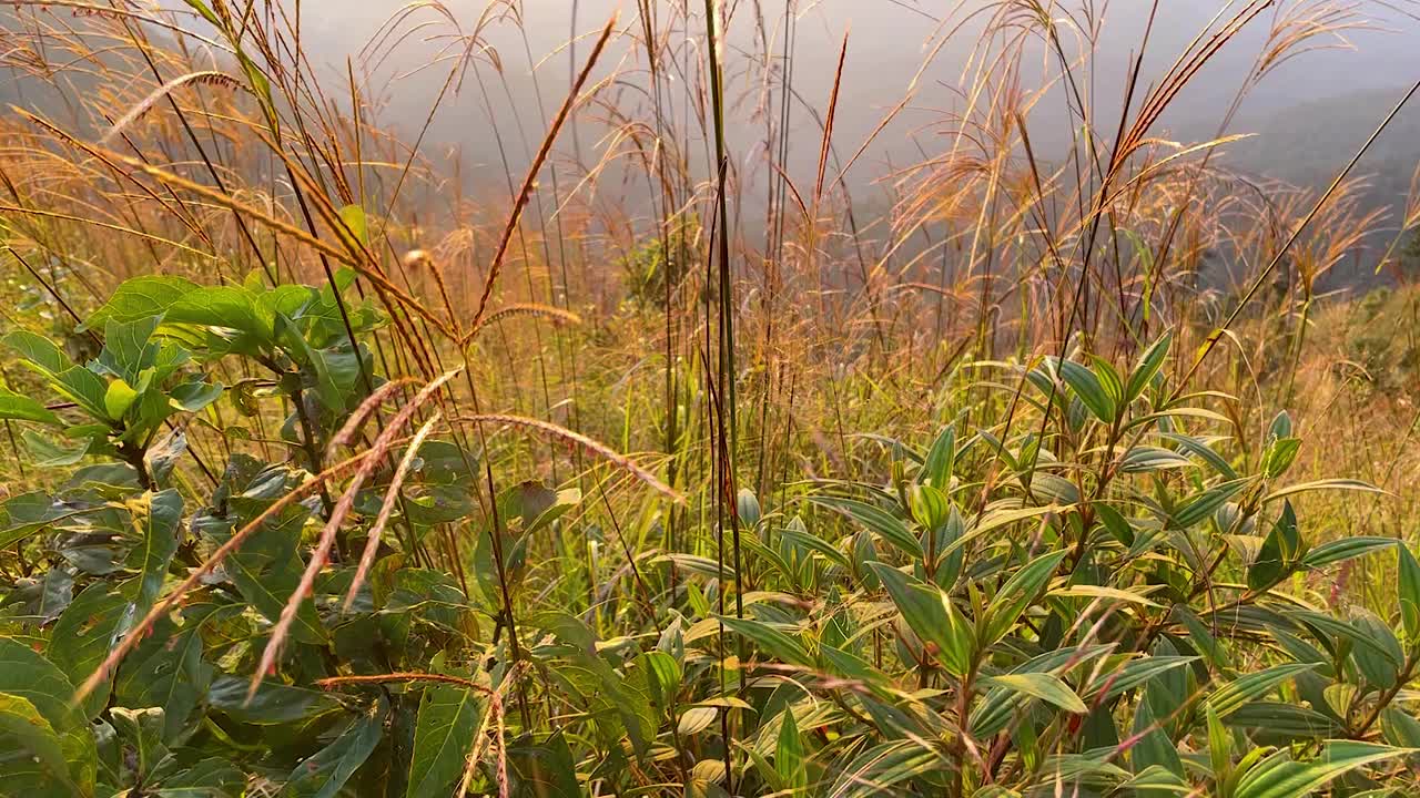 傍晚日落时，羽毛草田野上的奇妙风景。宁静的感觉概念。乡村风光大气。图片作为背景。视频素材