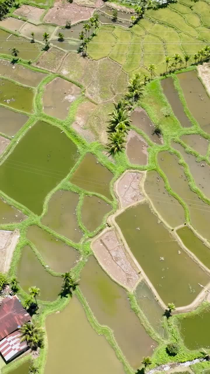 印度尼西亚苏门答腊岛的水稻梯田。视频素材