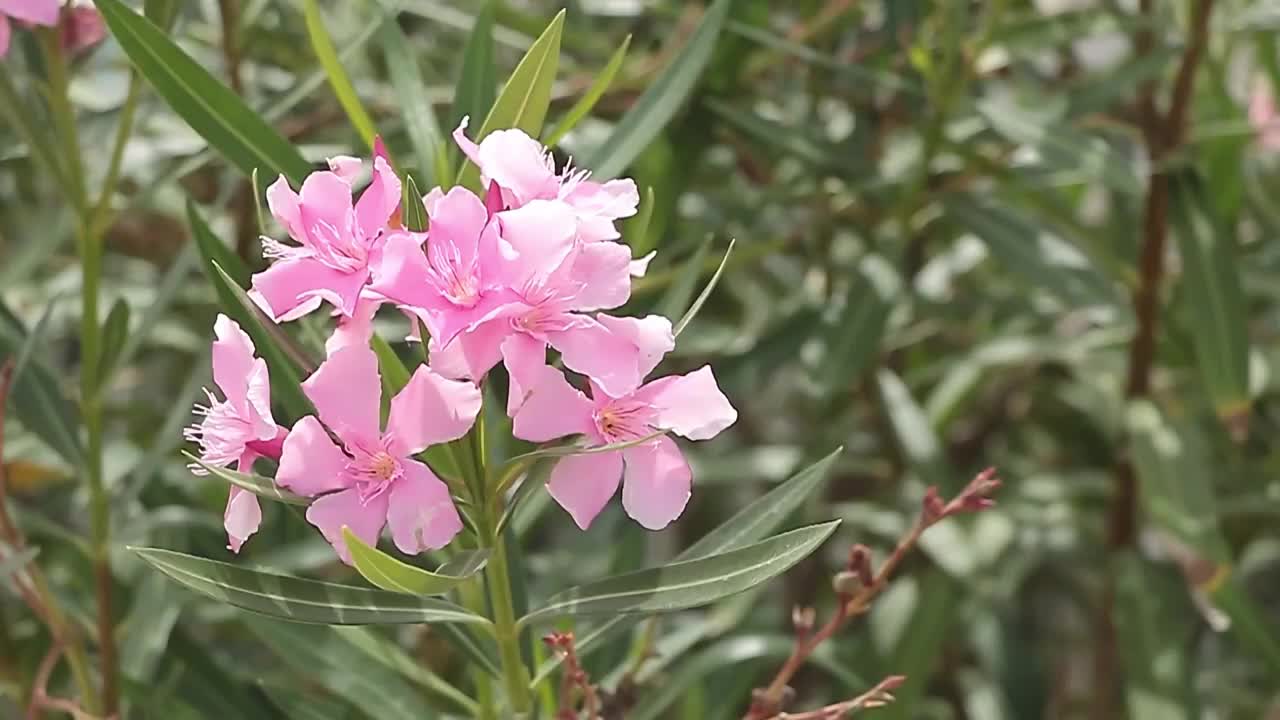 粉红优雅:夹竹桃花随风摇曳视频下载