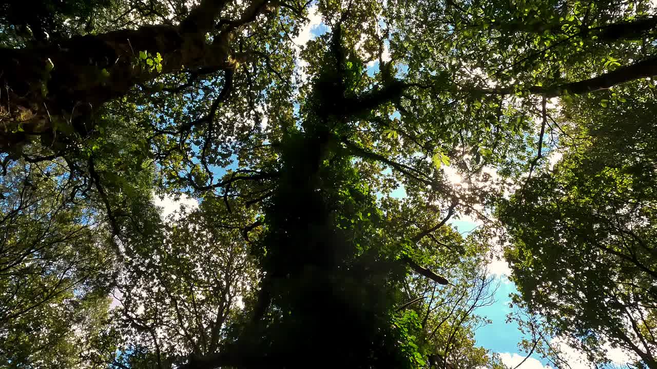 太阳挂在树梢上视频素材