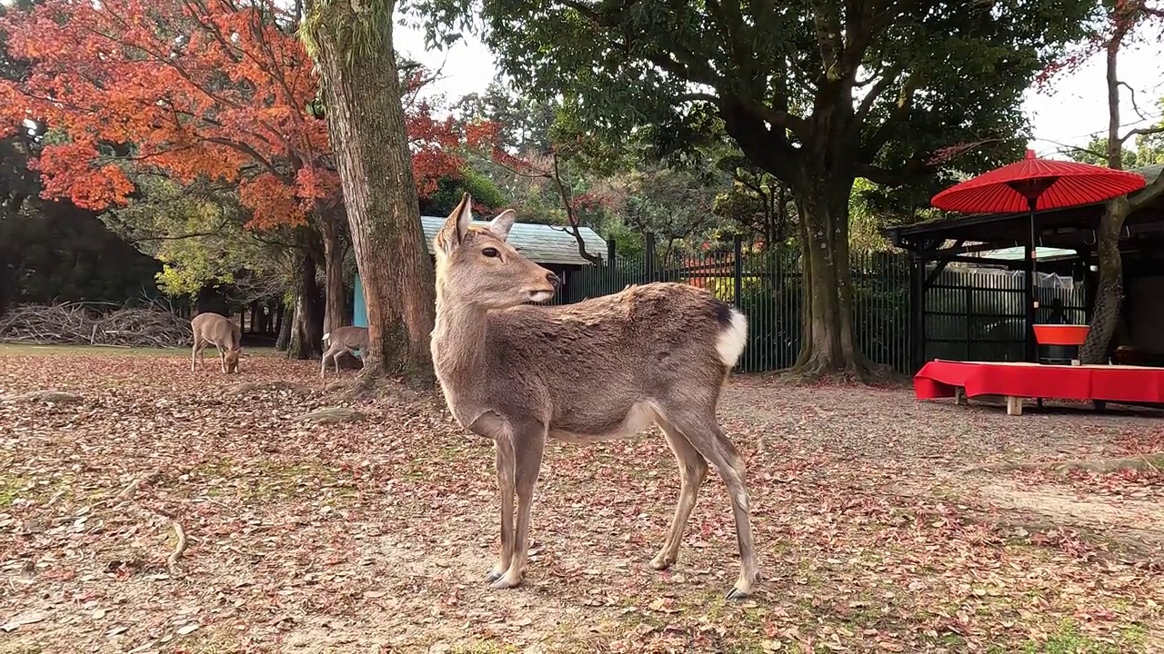 秋天，日本奈良的鹿视频素材