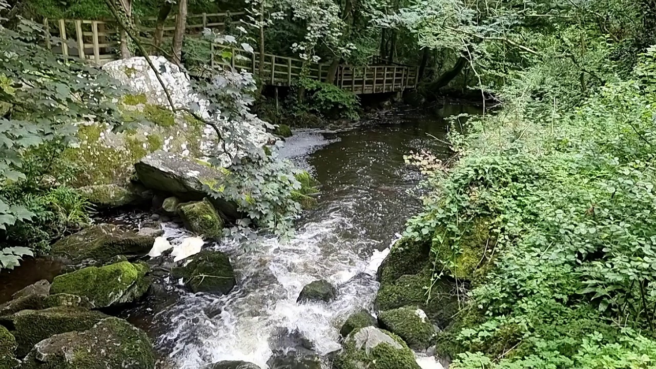 淡水河缓缓流过茂密的森林荒野视频素材