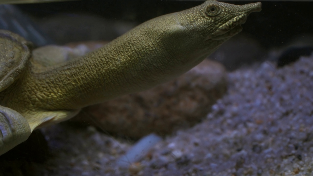 大田水族馆中华软壳龟头部特写视频素材