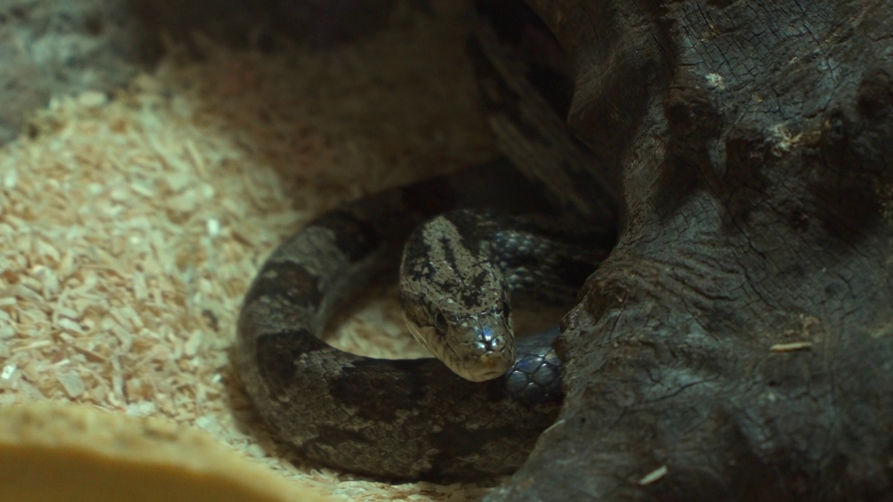 藏在木头下的灰玉米蛇(Pantherophis Guttatus)特写视频素材