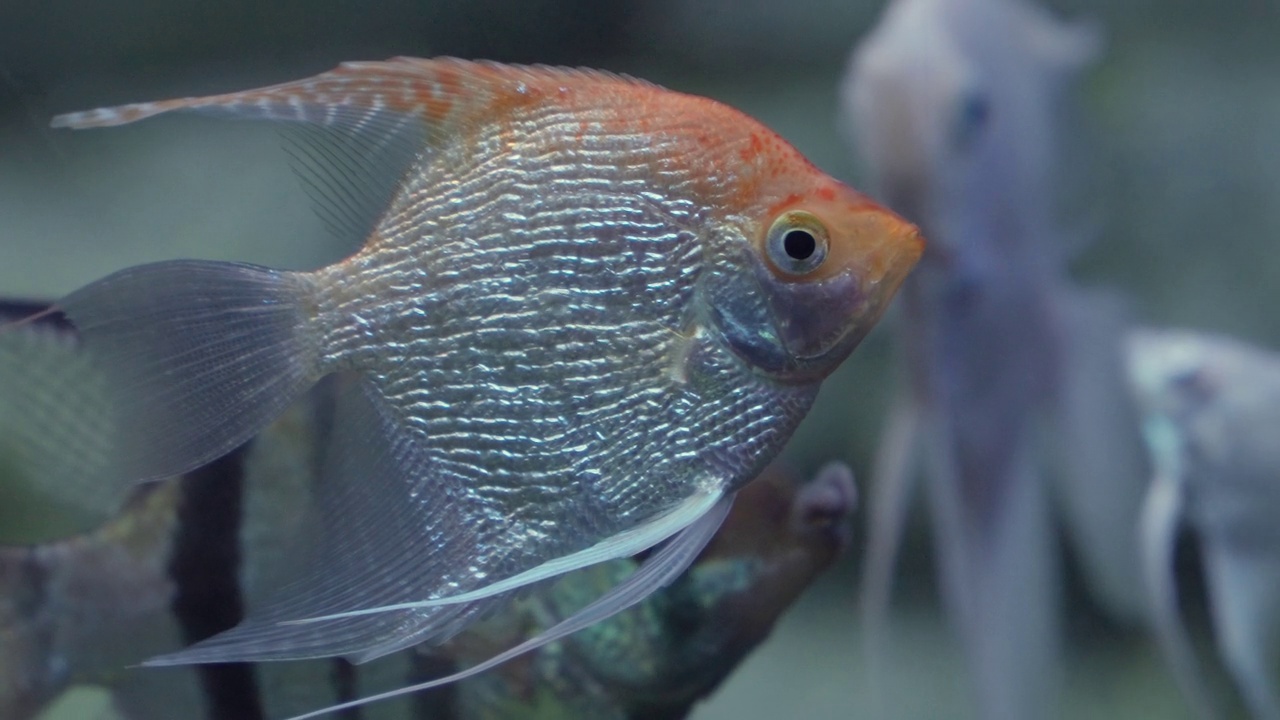 漂浮在水族馆里的金色蝶叶鳞天使鱼视频素材