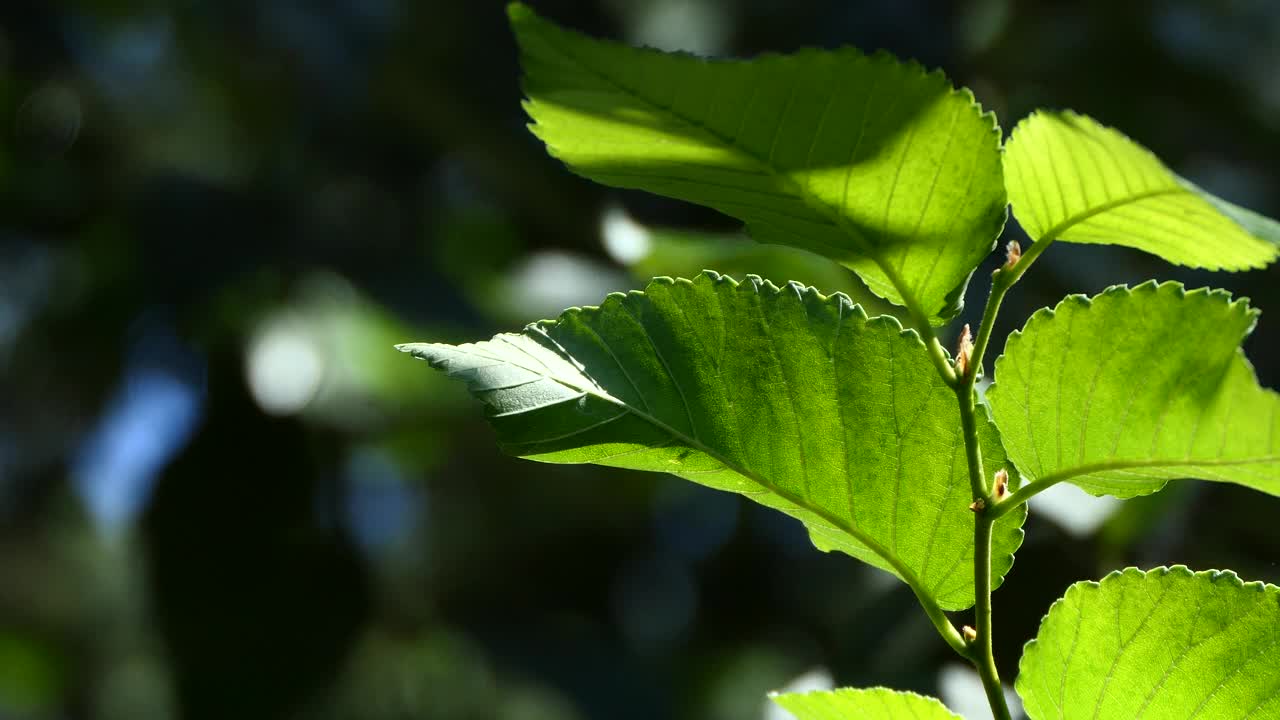 近距离的绿叶在风中摇曳视频素材