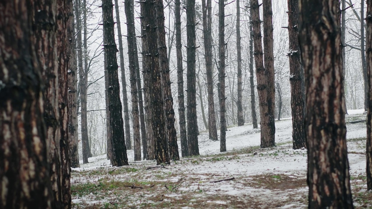 第一场雪期间的针叶林视频素材