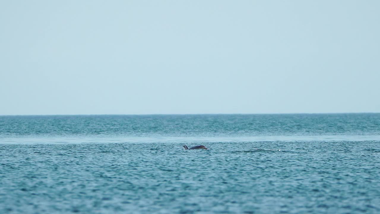 鸟瞰海豚在清澈碧绿的海水中缓慢游动。从上面看，一群特有的海洋哺乳动物沿着海岸线迁徙。视频素材