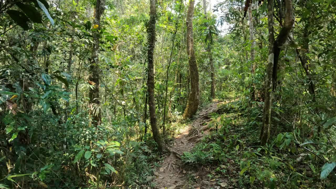 漫步在茂密的雨林中，阿纳马萨奥特拉国家公园。马达加斯加荒野景观。第一人称视角。视频下载